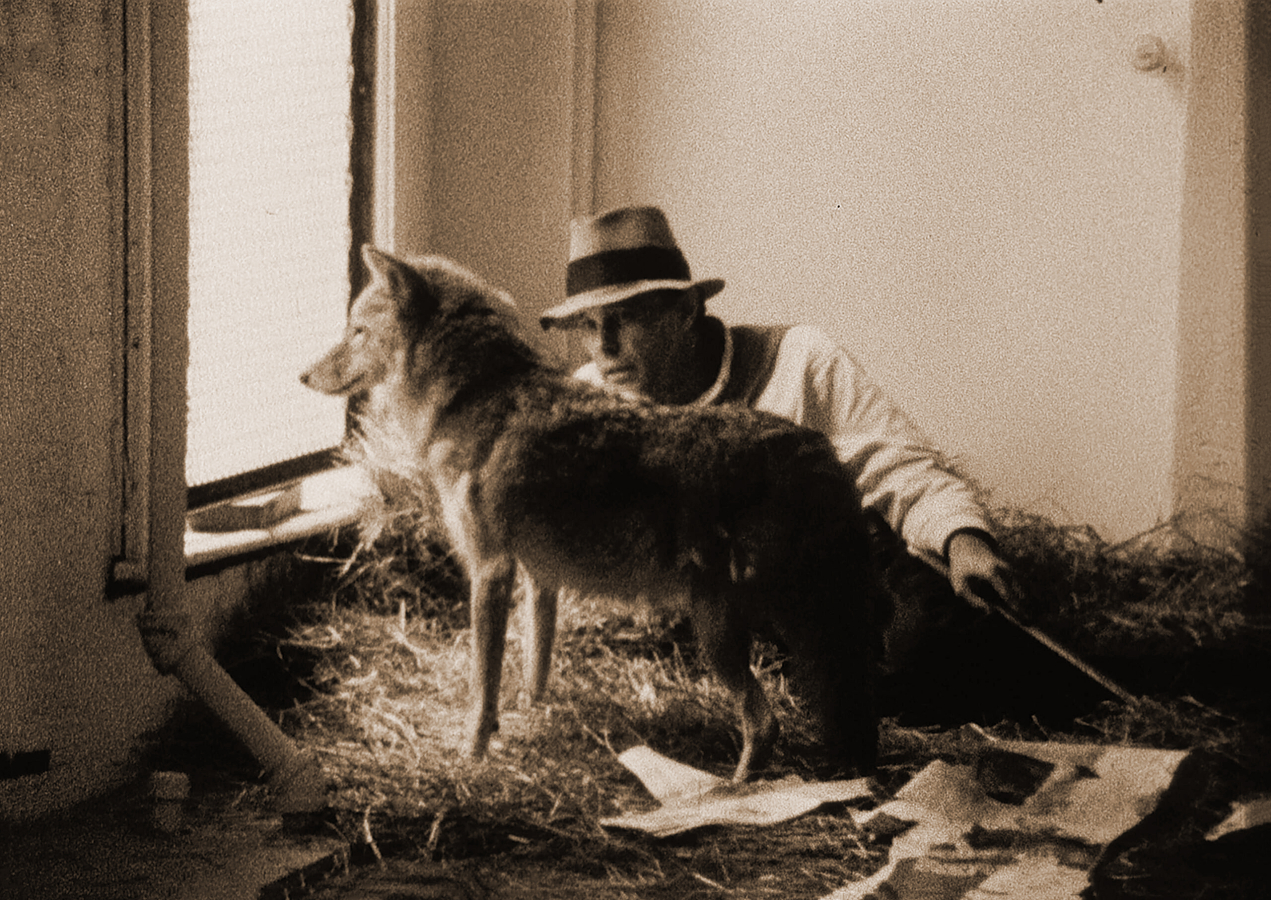 Койот: я люблю Америку